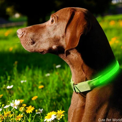 Pet Dog LED Glowing Collar - Tutuky