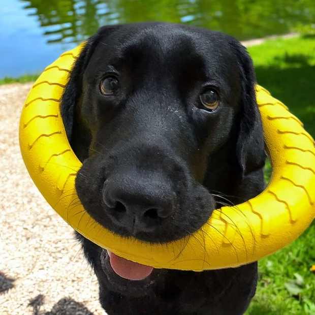 Dog Training Flight Loops - Tutuky