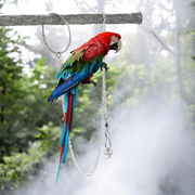 Training Outdoor Cockatiel with Swivel Buckle and Starling Parrot Foot Ring - Tutuky