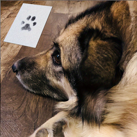 Pet Paw Print Kit With 1 Ink Pad And 2 Imprint Cards - Tutuky