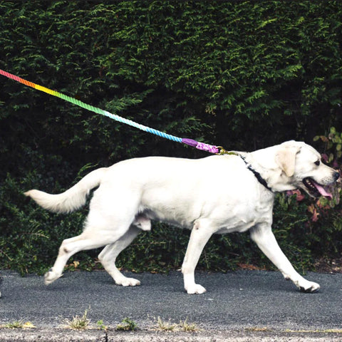 Colorful Cotton Dog Leash - Tutuky