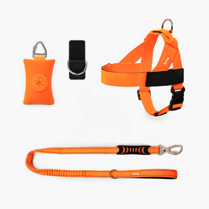 Orange dog harness, leash, and training clicker on a white background