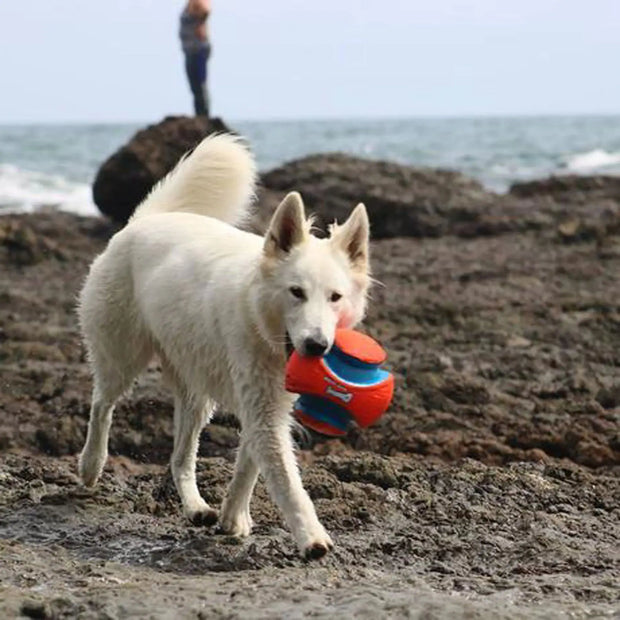 Kick Fetch Ball - Tutuky