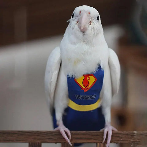 Cute Bird Physiological Diaper - Tutuky