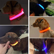 Pet Dog LED Glowing Collar - Tutuky