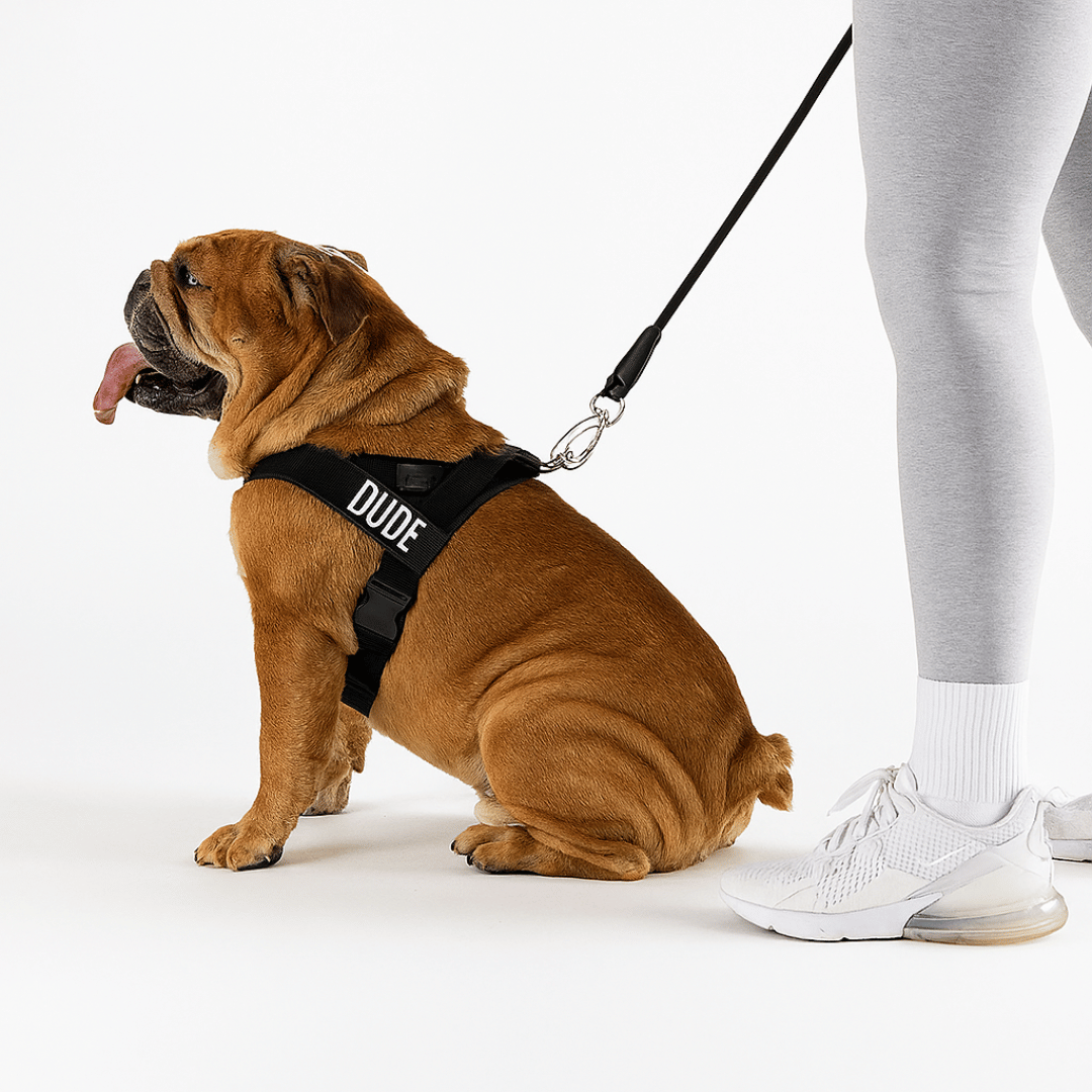 CalmFlow Anti-Pull Dog Harness - Black - Worn On Walk