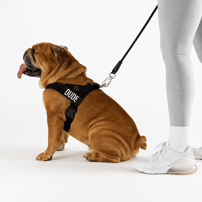 CalmFlow Anti-Pull Dog Harness - Black - Worn On Walk